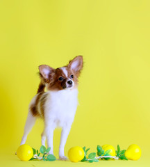 Papillon standing on a yellow background. Small white dog with red ears and head. Fluffy ornamental animal. Lemons with green leaves.