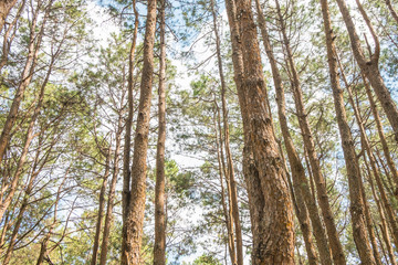 Fototapeta premium tree branch in forest with blue sky for nature background