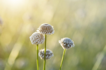 grass gray flowers