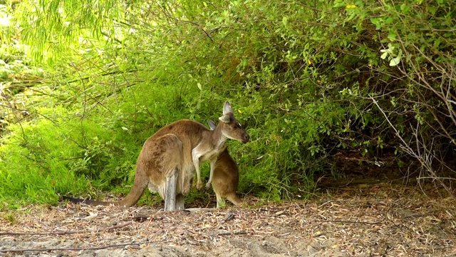 K&auml;nguru junges schaut in den Beutel - K&auml;nguruweibchen mit Jungtier, Australien, Westaustralien