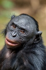 Close up Portrait of Bonobo in natural habitat. Green natural background. The Bonobo ( Pan paniscus). Democratic Republic of Congo. Africa