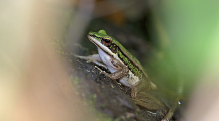Beautiful Frog, Frog , Frog on sand , Frog of Thailand