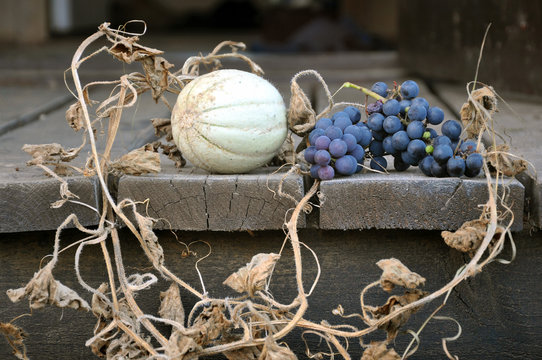Autumn Still Life. Dwarf green melon with dry leaves and stems and twig of purple grapes on a wooden surface.