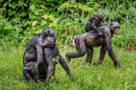 Bonobo mating in natural habitat. Natural green background. The Bonobo ( Pan paniscus), Democratic Republic of Congo. Africa