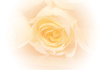 closeup roses bouquet