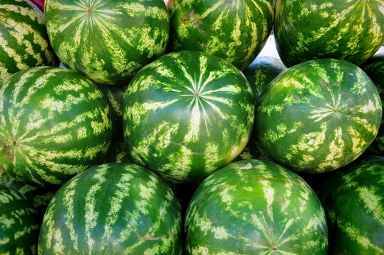 Many ripe green watermelons close up.