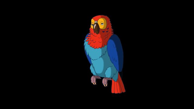 Colorful Parrot Wakes Up. Animated footage with alpha channel. Looped motion graphic.