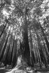 Neuseeland, Rotorua, californ. Redwood