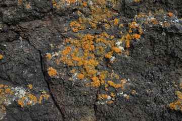 Flechten auf Lava
