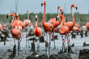 Flamants roses américains ou flamants roses des Caraïbes ( Phoenicopterus ruber ruber). Colonie de Flamingo sur les nids. Rio Maximo, Camagüey, Cuba.