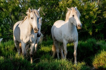 White Camargue Horses in sunset light on the dark green natural background.