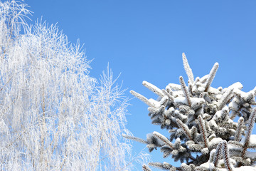 Drzewa w zimie