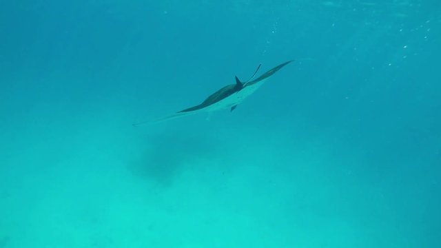 ein gro&szlig;er Manta schwimmt im Meer