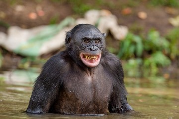 Chimpanzee Bonobo in the water with pleasure and smiles. Bonobo standing in water looks for the fruit which fell in water. Bonobo (Pan paniscus). Democratic Republic of Congo. Africa Natural habitat.