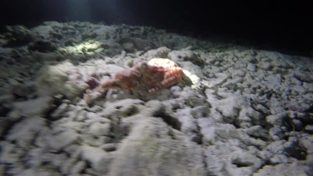 ein kleiner Kraken beim Nachtschnorcheln