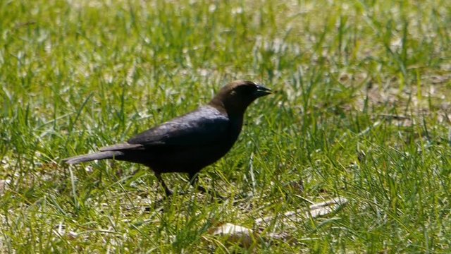 Brown-headed Cowbird probes lawn in summer for food.