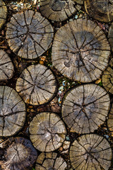 Color picture of wooden round tiled pathway, close-up - 132402025