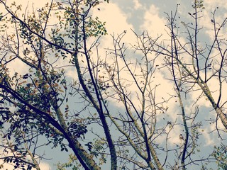 looking up tops of tree branches green nature abstract background