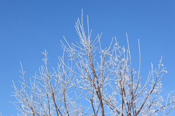 Drzewa liściaste w zimie - obrazy, fototapety, plakaty