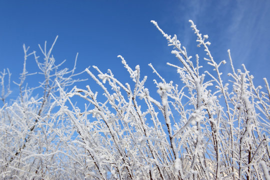 Fototapeta Drzewa liściaste w zimie