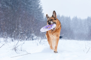 dog breed German Shepherd fun playing with toy puller in the winter forest