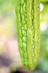 bitter melon selective focus