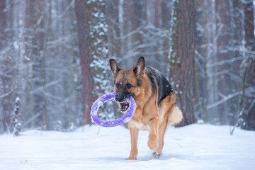 dog breed German shepherd carries a puller teeth in the winter forest