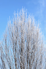 Drzewa liściaste w zimie