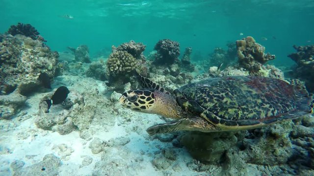 ein Schildkröte schwimmt in einem Korallenriff