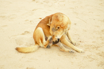 Dog scratches sitting on beach