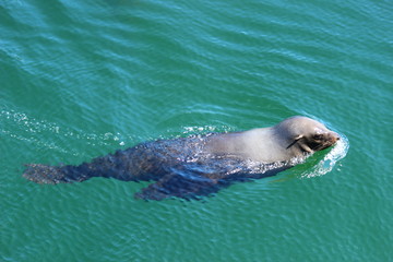 Obraz premium Robbe im MarineScienceCentre
