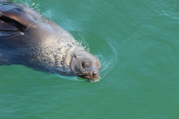 Obraz premium Robbe im MarineScienceCentre