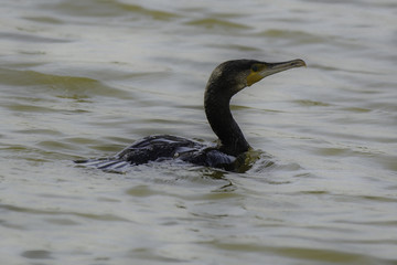 Cormorant
