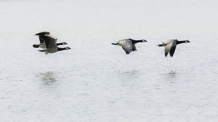 Flying Barnacle Geese