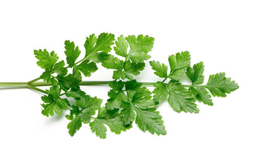 Fresh Parsley isolated