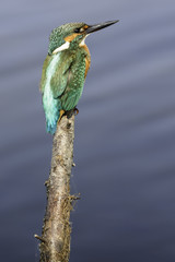 De ijsvogel op de uitkijk