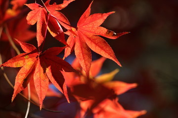 紅葉