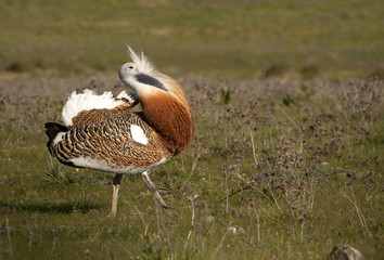 Male of Great bustard in mating season. Otis tarda