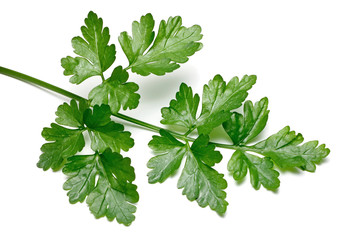 Fresh Parsley isolated