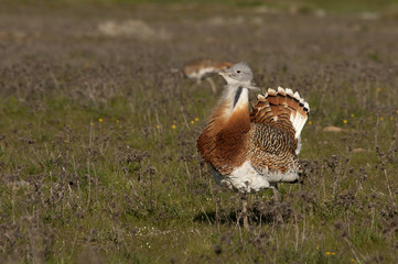 Male of Great bustard in mating season. Otis tarda