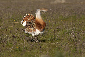 Male of Great bustard in mating season. Otis tarda
