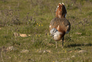 Male of Great bustard in mating season. Otis tarda