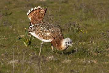 Male of Great bustard in mating season. Otis tarda