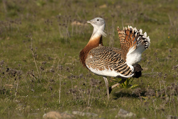 Male of Great bustard in mating season. Otis tarda