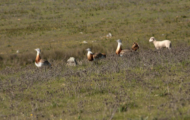 Four males of Great bustard and one sheep. Otis tarda