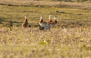 Four males of Great bustard in mating season fighting. Otis tarda