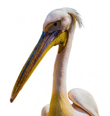 beautiful pink pelican - obrazy, fototapety, plakaty