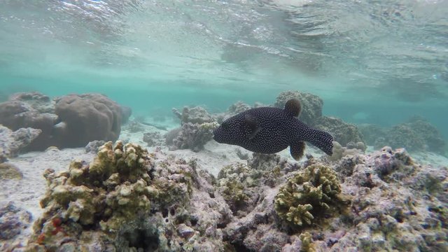 ein Sternenkugelfisch schwimmt im Korallenriff