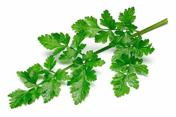 Fresh Parsley isolated