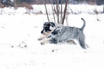 Standard Schnauzer playing in the snow